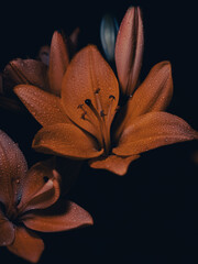 Lily Orange Flowers - (Lilium Bulbiferum).