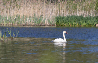 Mute swan