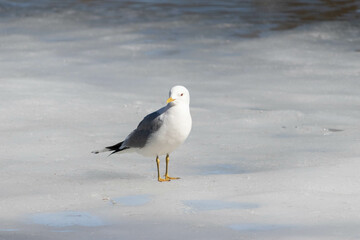 Common gull on ice