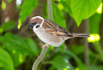 Tree sparrow