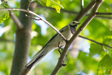 White wagtail