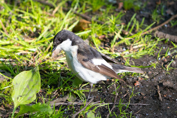 Pied flycatcher