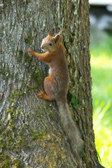 Red squirrel