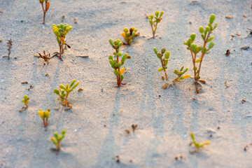 Close-up of small wild plants in the desert in Dubai, UAE.