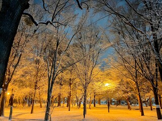 冬の森に雪が降る