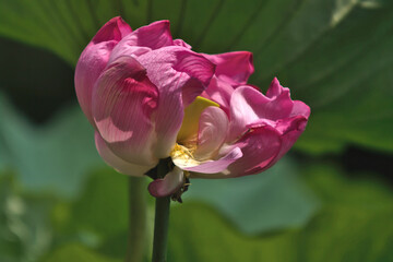pink lotus flower