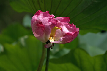 pink lotus flower