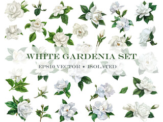 Vector set of white gardenia flowers with leaves isolated on white background