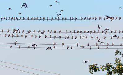 Big flock of swallows and Sand martins (Riparia riparia) sits on wires before autumn migration season