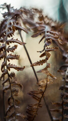 Macro de fougères et de branches sauvages, pendant le coucher du soleil