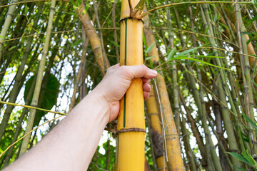 hand holding bamboo