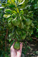 hand holding a orange on a tree