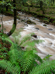 Bayones river, Saja-Besaya natural park, Cantabria, Spain