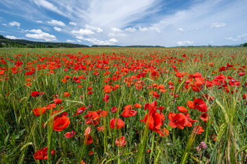 Papaver rhoeas L., wild poppy field, Sant Joan, Mallorca, Balearic Islands, Spain