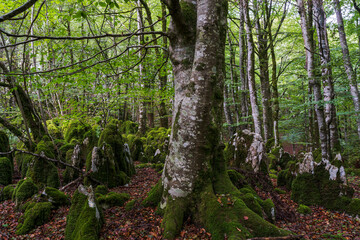 beech forest near Lizarrusti, Alleko Tour, [SL-Gi 2004], Aralar natural park, Guipuzcoa-Navarra, Spain