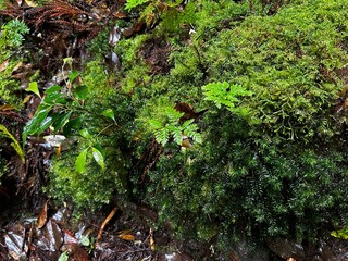 Yakusugi Land is a nature park populated by a number of yakusugi. The park is one of the most...