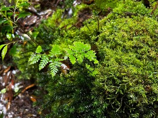 Fototapeta premium Yakusugi Land is a nature park populated by a number of yakusugi. The park is one of the most accessible places on Yakushima to see the ancient cedar trees.