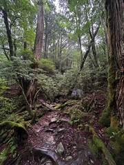 Yakusugi Land is a nature park populated by a number of yakusugi. The park is one of the most accessible places on Yakushima to see the ancient cedar trees.