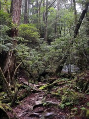 Yakusugi Land is a nature park populated by a number of yakusugi. The park is one of the most accessible places on Yakushima to see the ancient cedar trees.