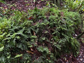 Yakusugi Land is a nature park populated by a number of yakusugi. The park is one of the most accessible places on Yakushima to see the ancient cedar trees.