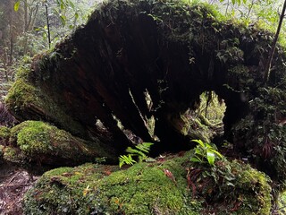 Yakusugi Land is a nature park populated by a number of yakusugi. The park is one of the most...