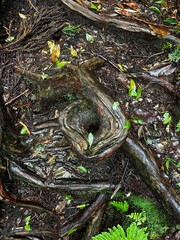 Yakusugi Land is a nature park populated by a number of yakusugi. The park is one of the most accessible places on Yakushima to see the ancient cedar trees.