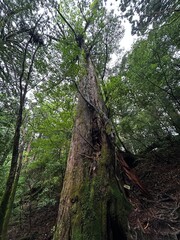 Yakusugi Land is a nature park populated by a number of yakusugi. The park is one of the most accessible places on Yakushima to see the ancient cedar trees.