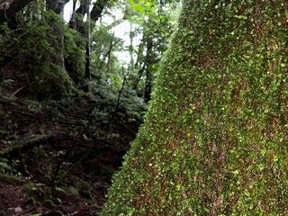 Yakusugi Land is a nature park populated by a number of yakusugi. The park is one of the most accessible places on Yakushima to see the ancient cedar trees.