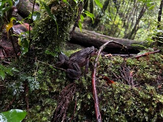 Yakusugi Land is a nature park populated by a number of yakusugi. The park is one of the most accessible places on Yakushima to see the ancient cedar trees.