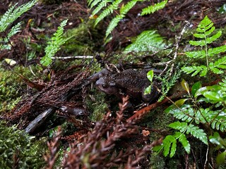 Yakusugi Land is a nature park populated by a number of yakusugi. The park is one of the most accessible places on Yakushima to see the ancient cedar trees.