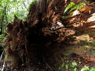 Yakusugi Land is a nature park populated by a number of yakusugi. The park is one of the most accessible places on Yakushima to see the ancient cedar trees.