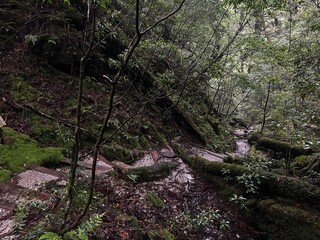Yakusugi Land is a nature park populated by a number of yakusugi. The park is one of the most accessible places on Yakushima to see the ancient cedar trees.