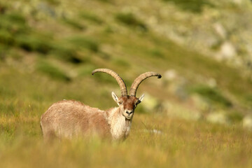 cabras monteses en la sierra de gredos.Avila.España