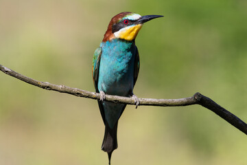 European bee-eater, merops apiaster. A bird sits on a branch on a smooth background