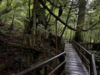 Yakusugi Land is a nature park populated by a number of yakusugi. The park is one of the most accessible places on Yakushima to see the ancient cedar trees.