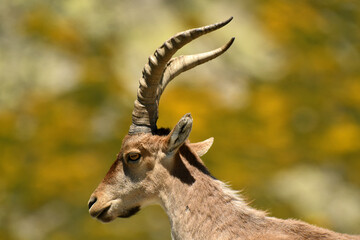 cabras monteses en la sierra de gredos.Avila.España