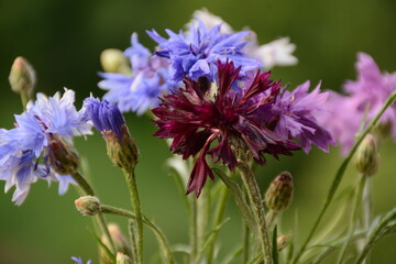 Beautiful delicate multi-colored cornflowers on a green background