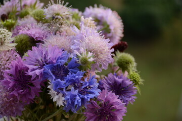 Bouquet of cornflowers of different shades and colors of knautia arvensis on a blurred green background