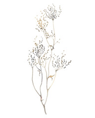 Dried autumn plant, isolated watercolor decorative illustration for your design, botanical hand painting print, delicate wild plant.