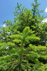 Green spruce branches against the blue sky