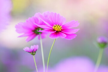 コスモスの花のある風景