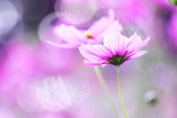 コスモスの花のある風景