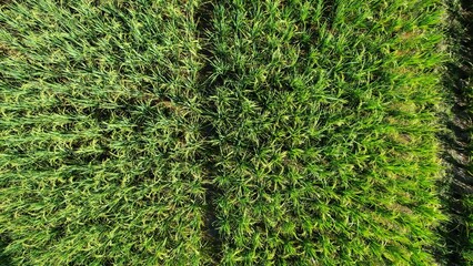Kuching, Malaysia - July 4 2024: Aerial View of The Skuduk Paddy Field