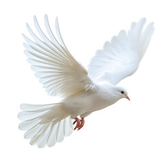 Fototapeta premium Flying white dove isolated on white