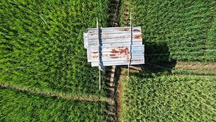 Kuching, Malaysia - July 4 2024: Aerial View of The Skuduk Paddy Field