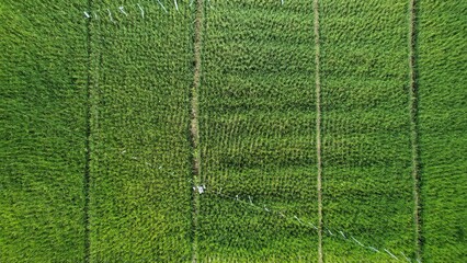 Kuching, Malaysia - July 4 2024: Aerial View of The Skuduk Paddy Field