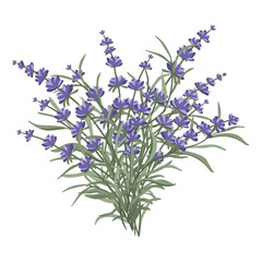 A floral arrangement of lavender flowers in the form of a bouquet for the design of postcards, invitations and other posters.