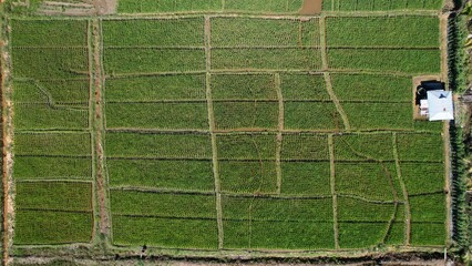 Kuching, Malaysia - July 4 2024: Aerial View of The Skuduk Paddy Field