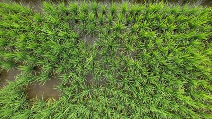 Kuching, Malaysia - July 4 2024: Aerial View of The Skuduk Paddy Field