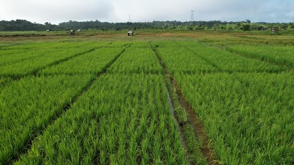 Kuching, Malaysia - July 4 2024: Aerial View of The Skuduk Paddy Field